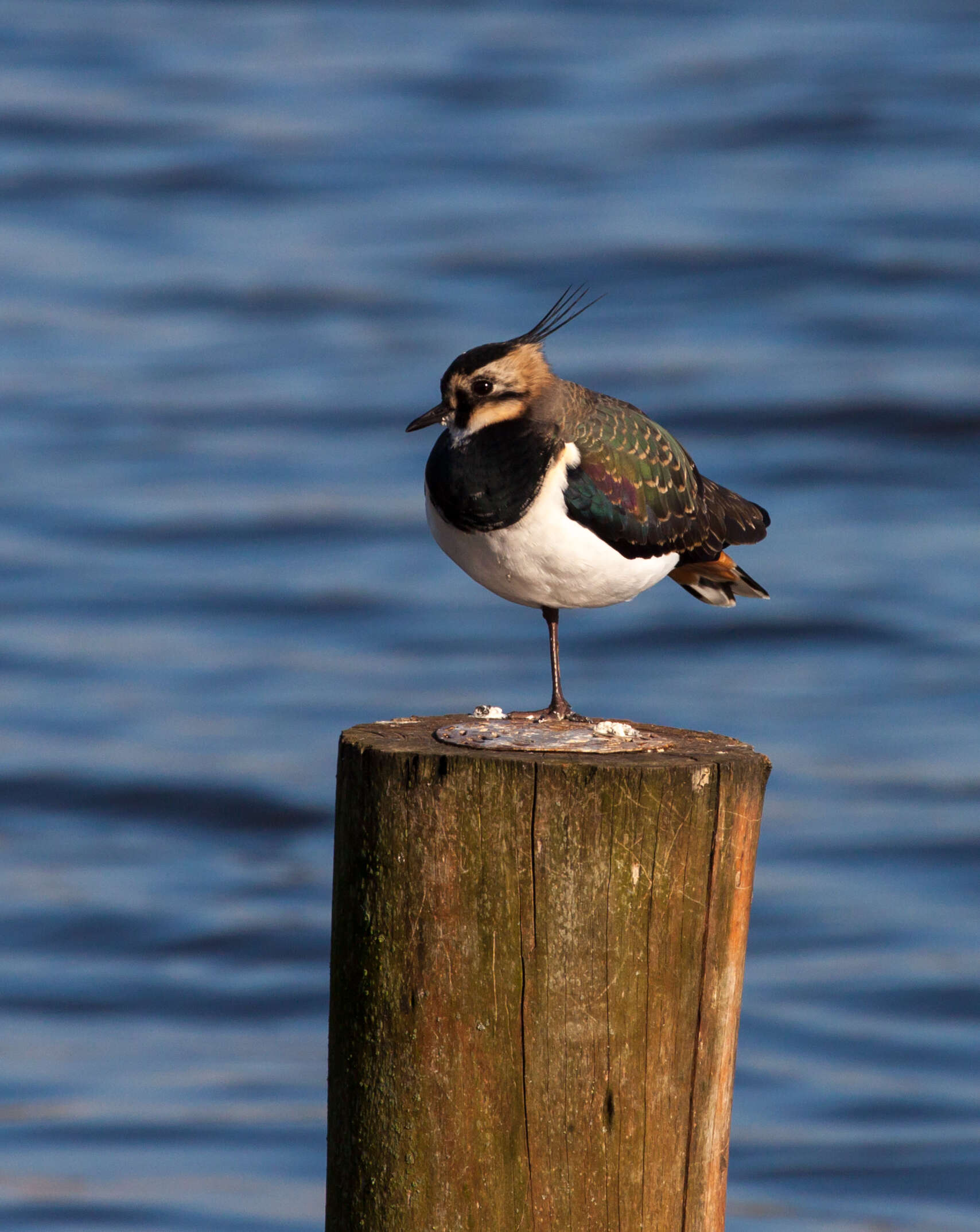 Image of Lapwing