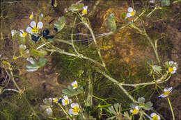 Image of Pond Water-crowfoot