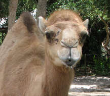 Image of camels