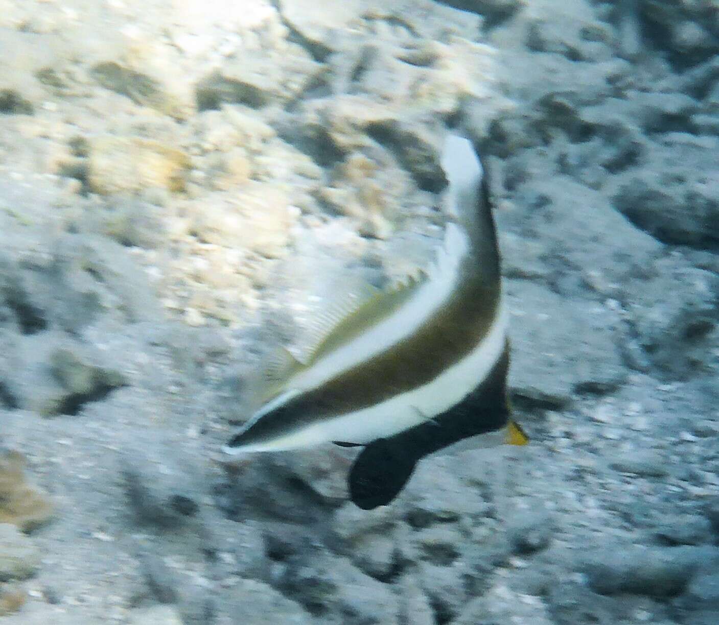 Image of moorish idols