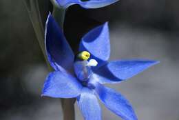 Image of Large-leafed sun orchid