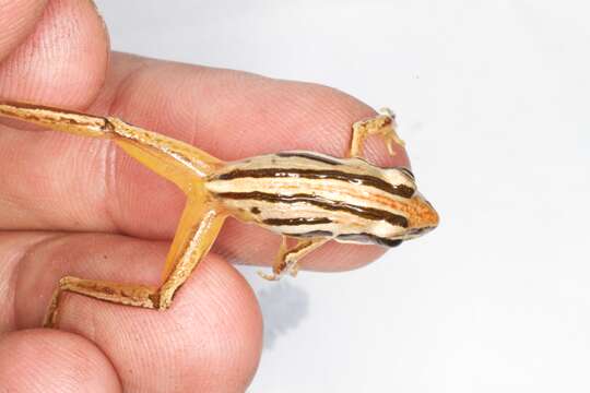 Image of Striped Stream Frog