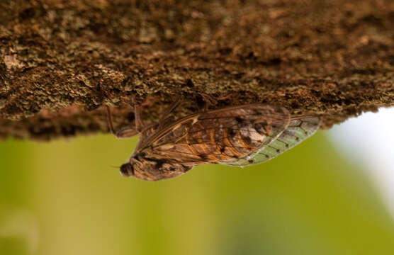 Image of Cicada orni Linnaeus 1758