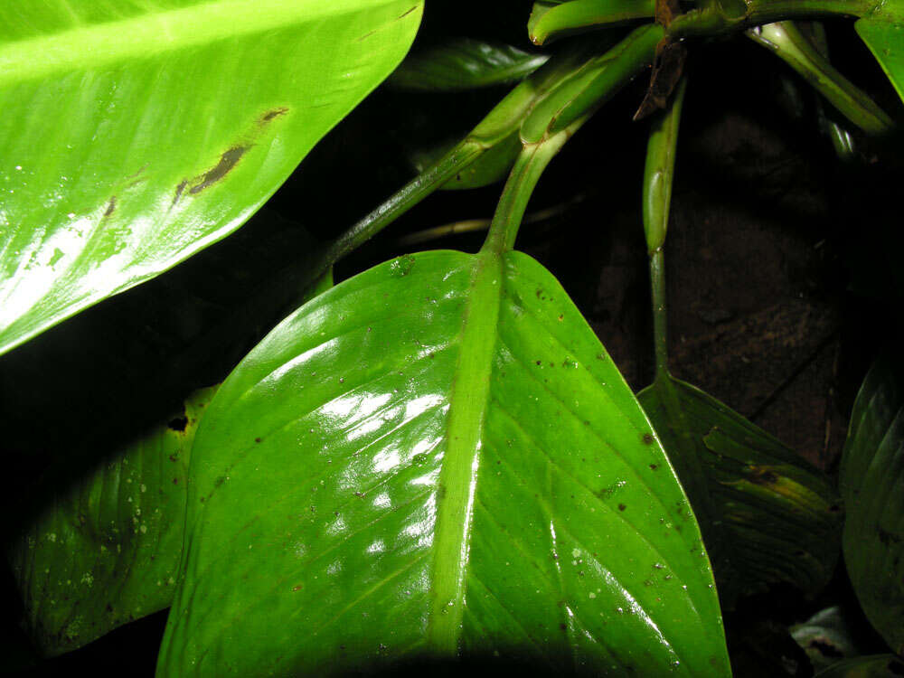 Image of Dieffenbachia concinna Croat & Grayum