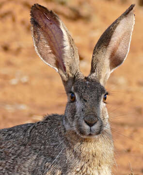 Image of Savannah Hare