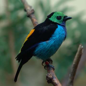 Image of Paradise Tanager