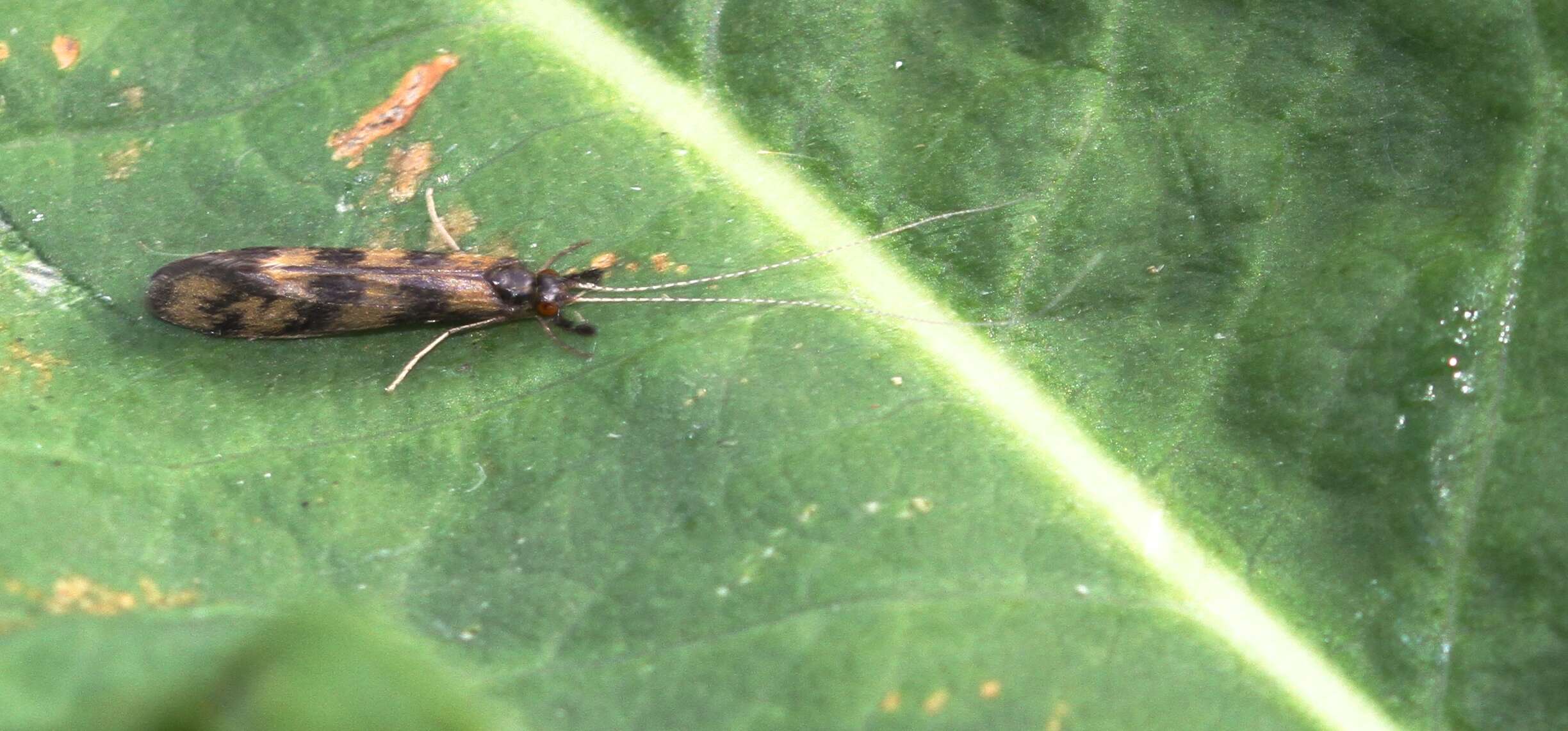 Plancia ëd Mystacides longicornis (Linnaeus 1758)