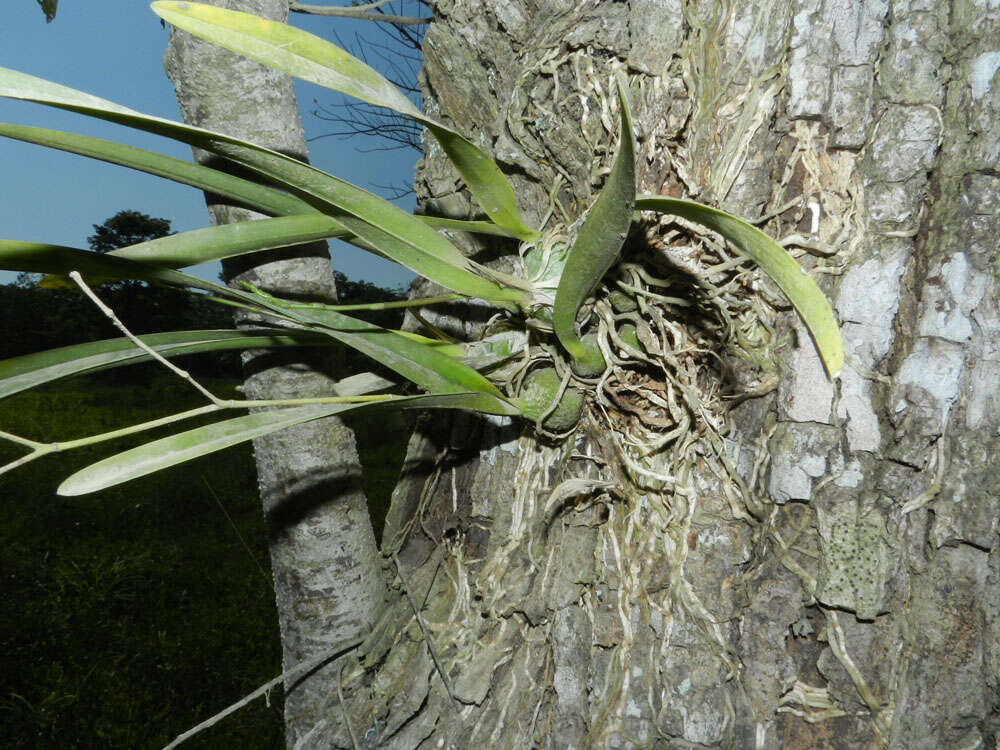 Слика од Encyclia stellata (Lindl.) Schltr.