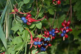 Tropaeolum resmi