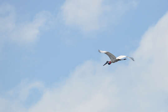 Image of Jabiru Hellmayr 1906