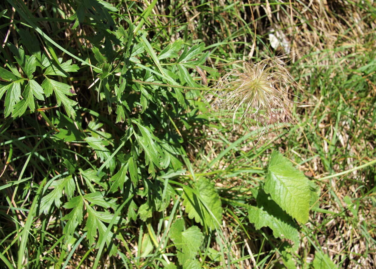 Image of alpine anemone