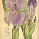 Image of Iris hoogiana Dykes