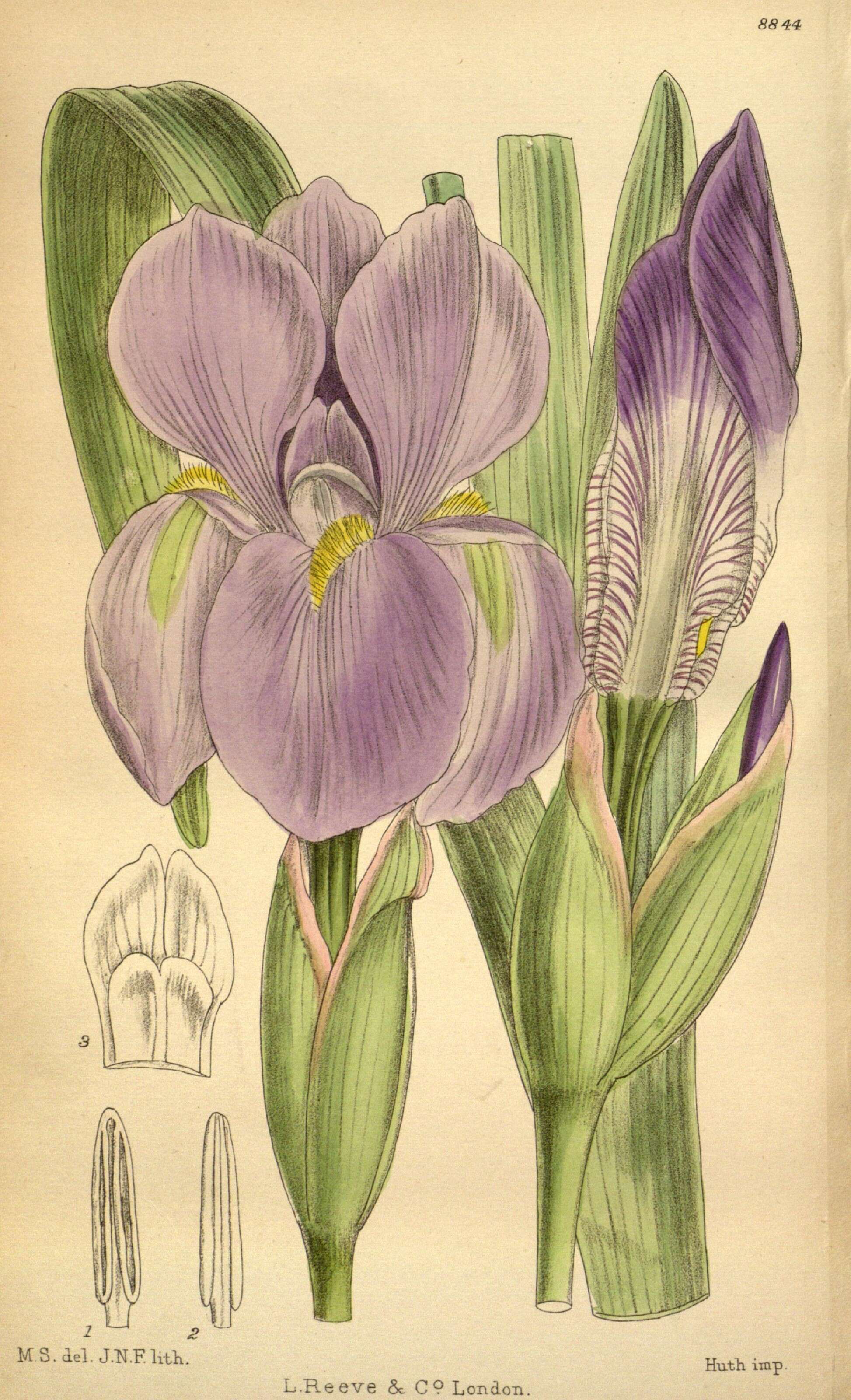 Image of Iris hoogiana Dykes