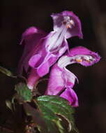 Image of spotted dead-nettle