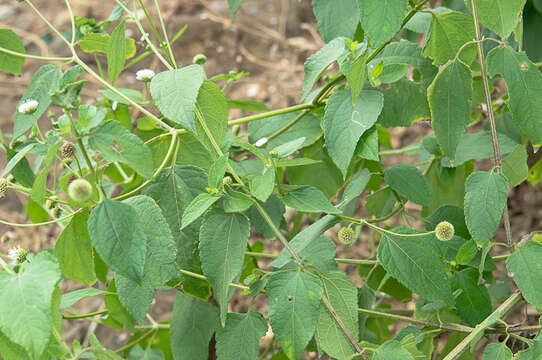 Image of snow squarestem