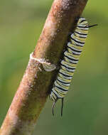 Image of Monarch Butterfly