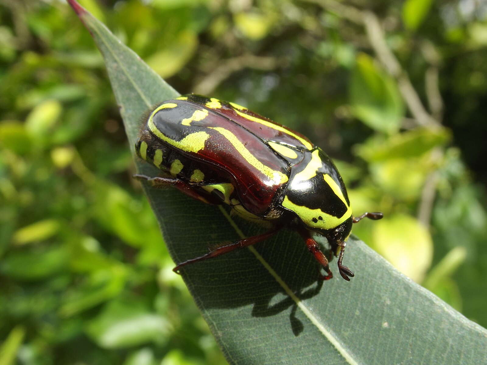 Image of flower chafers (beetles)