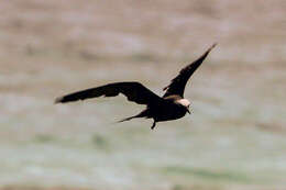 Anous stolidus pileatus (Scopoli 1786)的圖片