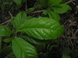 Image of Sloanea rugosa D. A. Smith
