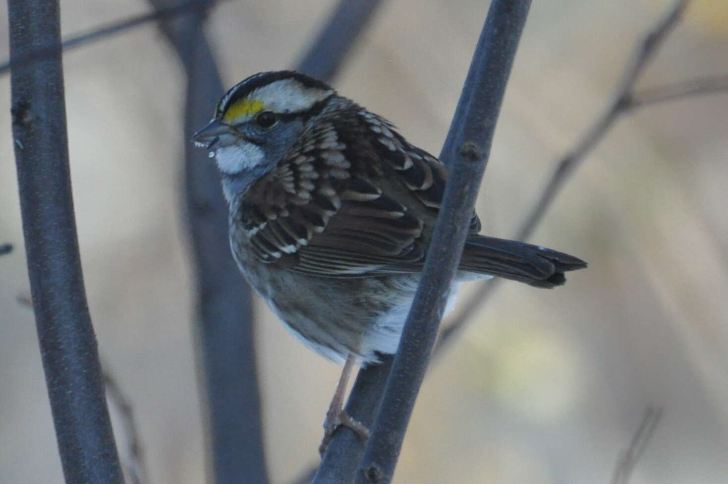 Image of White-throated Sparrow