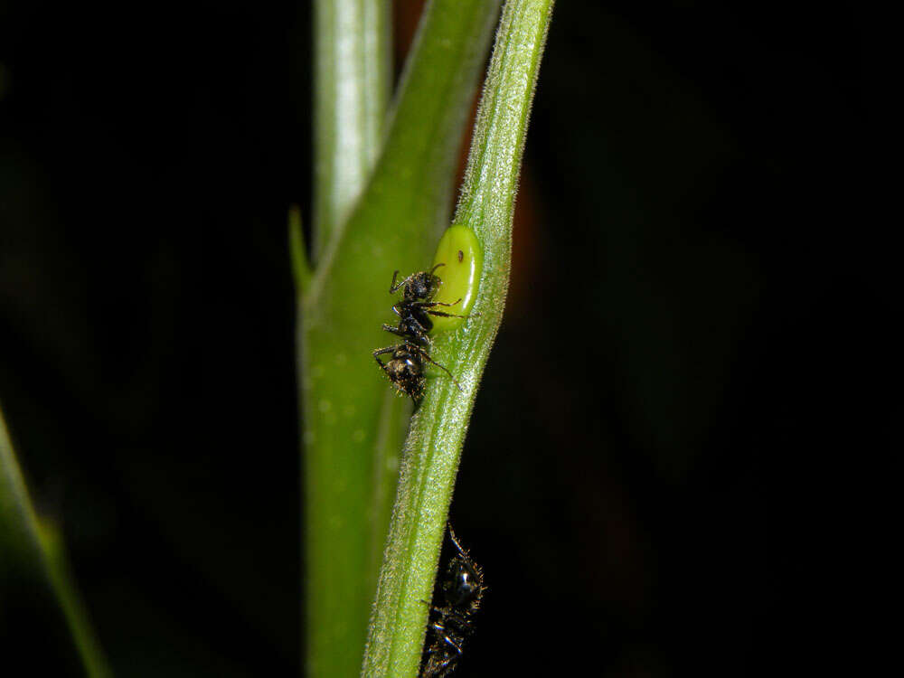 Plancia ëd Parkia pendula (Willd.) Walp.