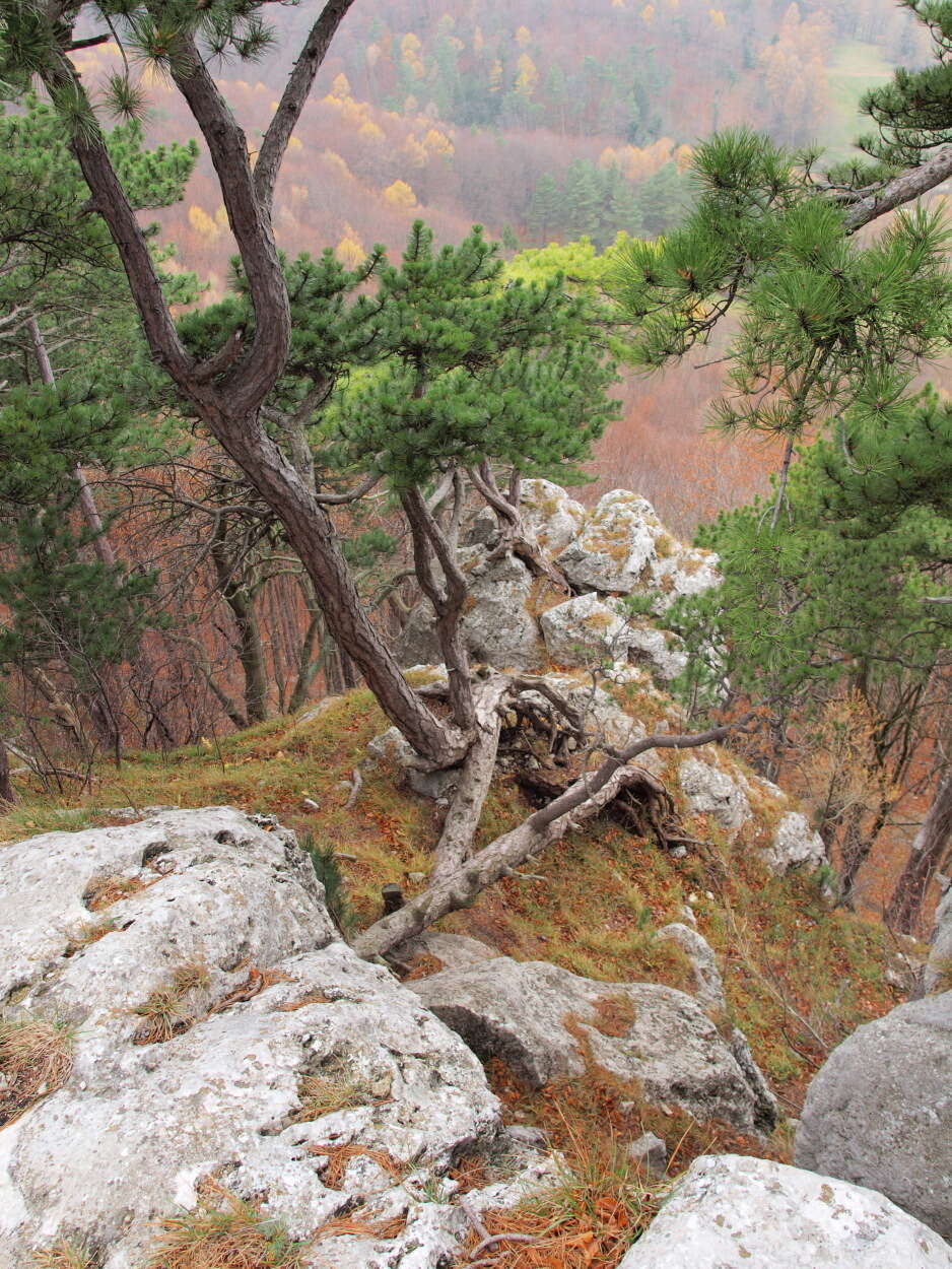 Image of European beech