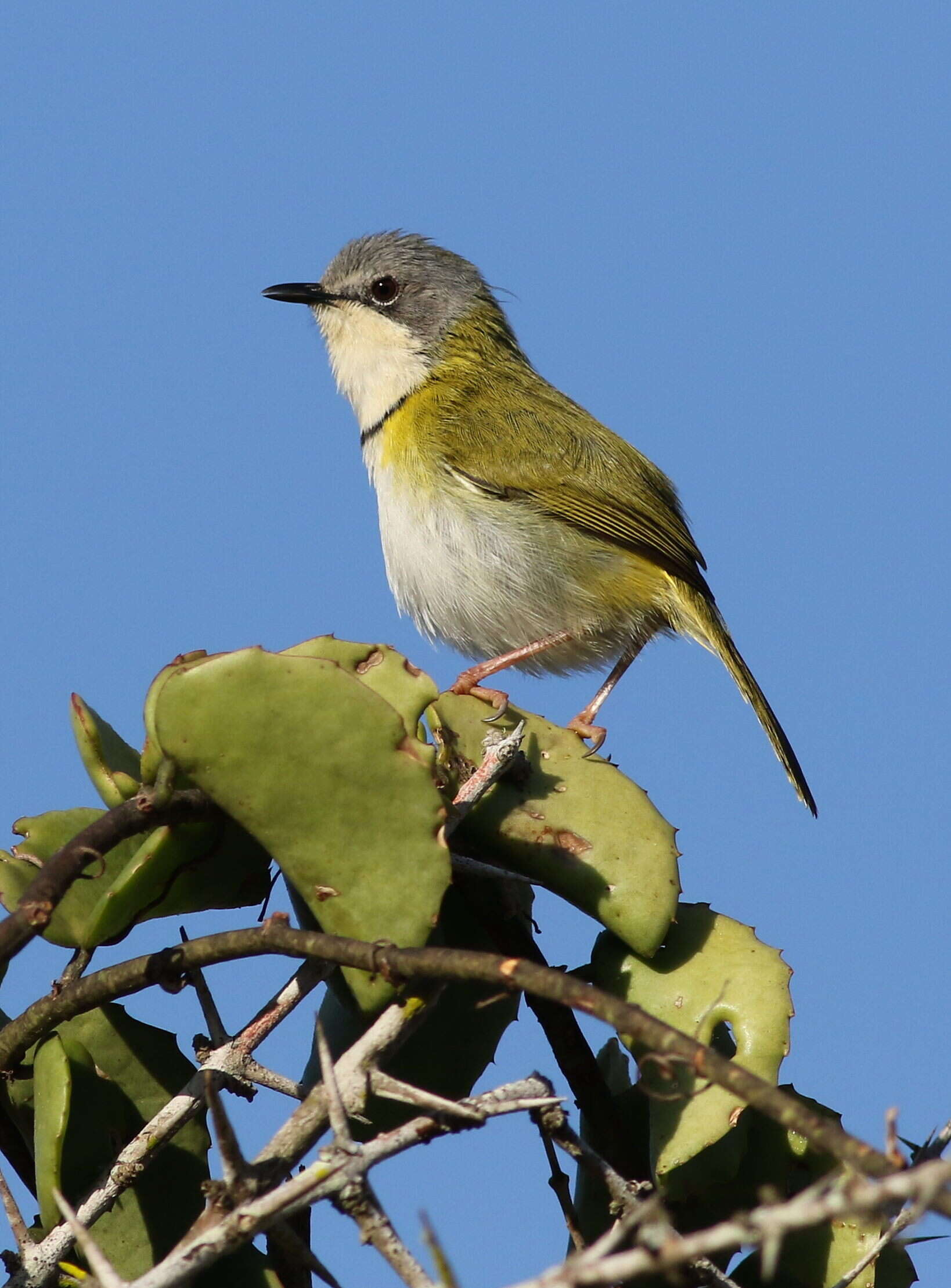 Image of Rudd's Apalis