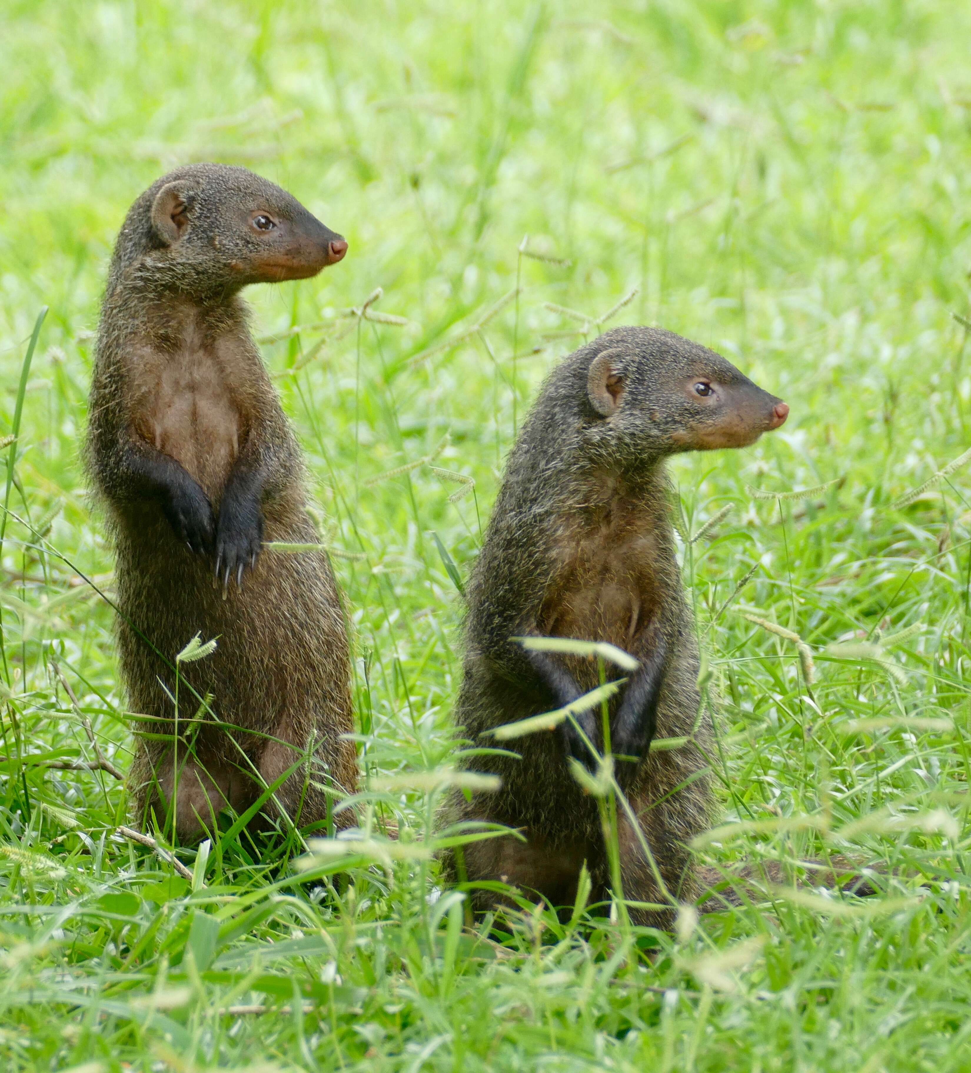 Image of Banded mongooses