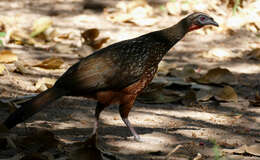 Image of Chestnut-bellied Guan