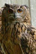 Image of Indian Eagle-Owl