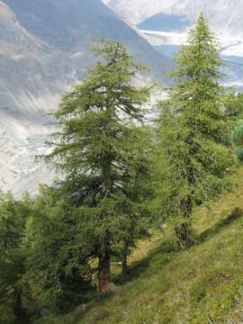 Image of European Larch