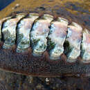 Image of conspicuous chiton