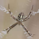 Image of Argiope bullocki Rainbow 1908