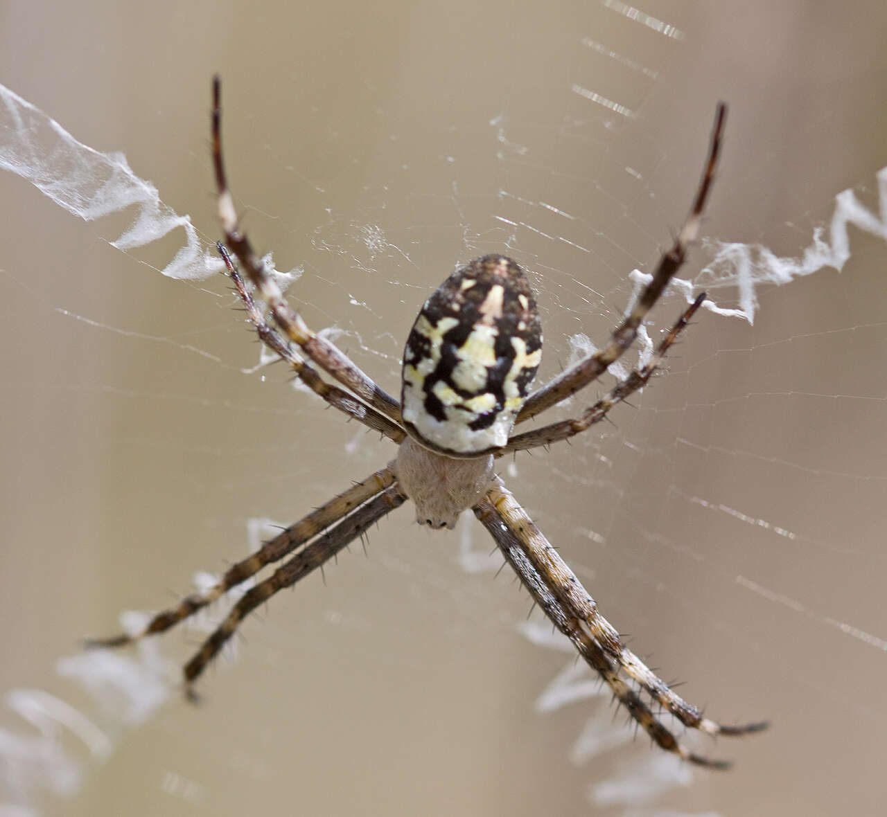 Image of Argiope bullocki Rainbow 1908