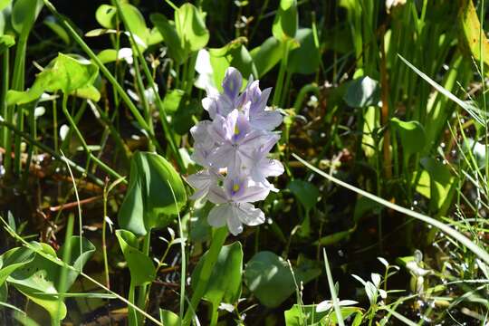 Imagem de Eichhornia crassipes (Mart.) Solms