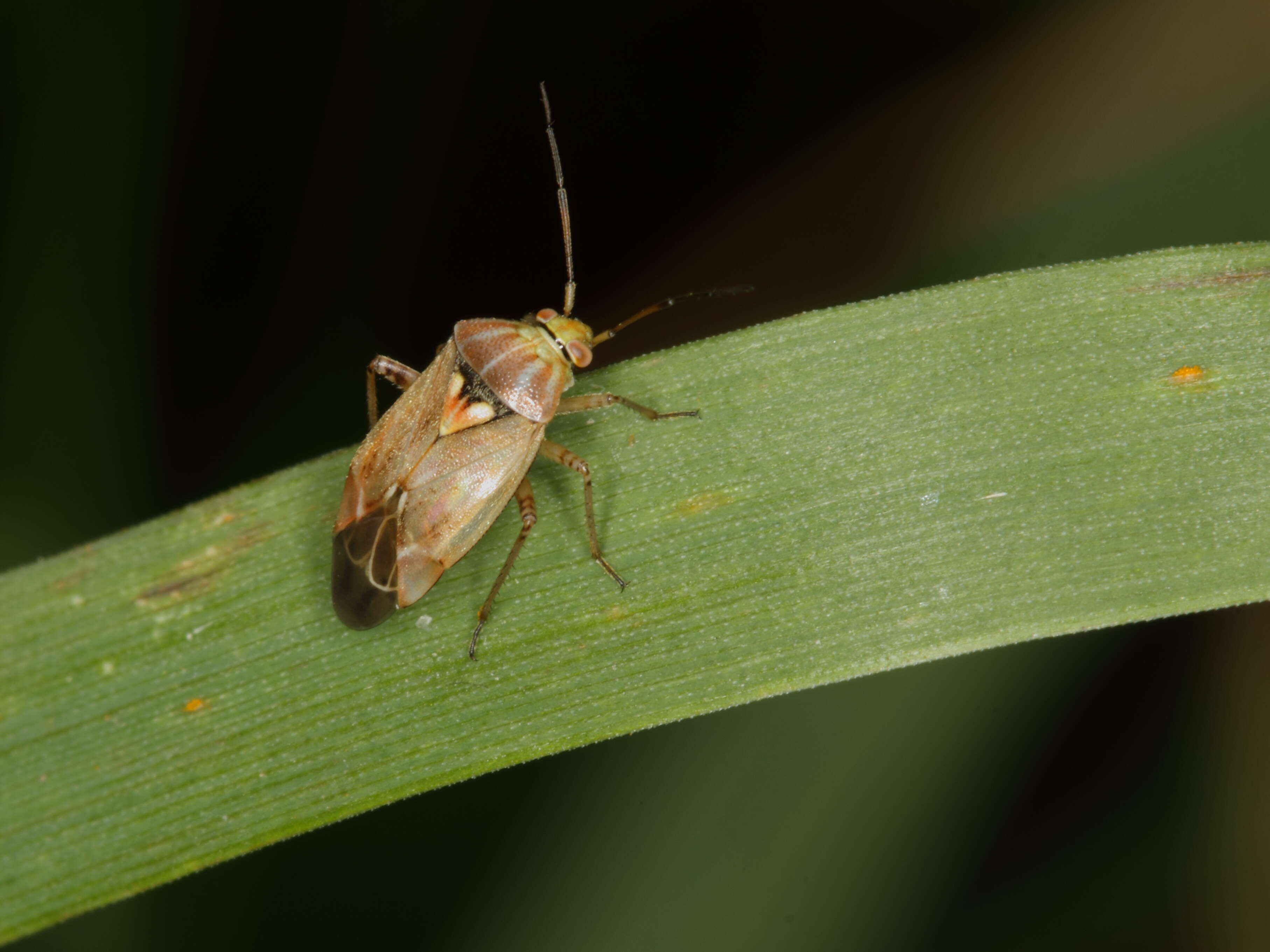 Image of Lygus Bugs