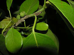 Image of Ficus zarzalensis Standl.