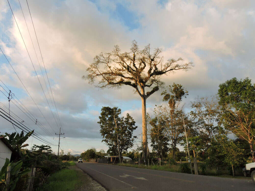 Image of kapoktree