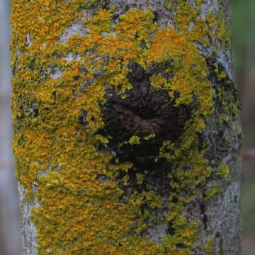 Image of orange wall lichen