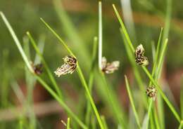 Image of bulrush