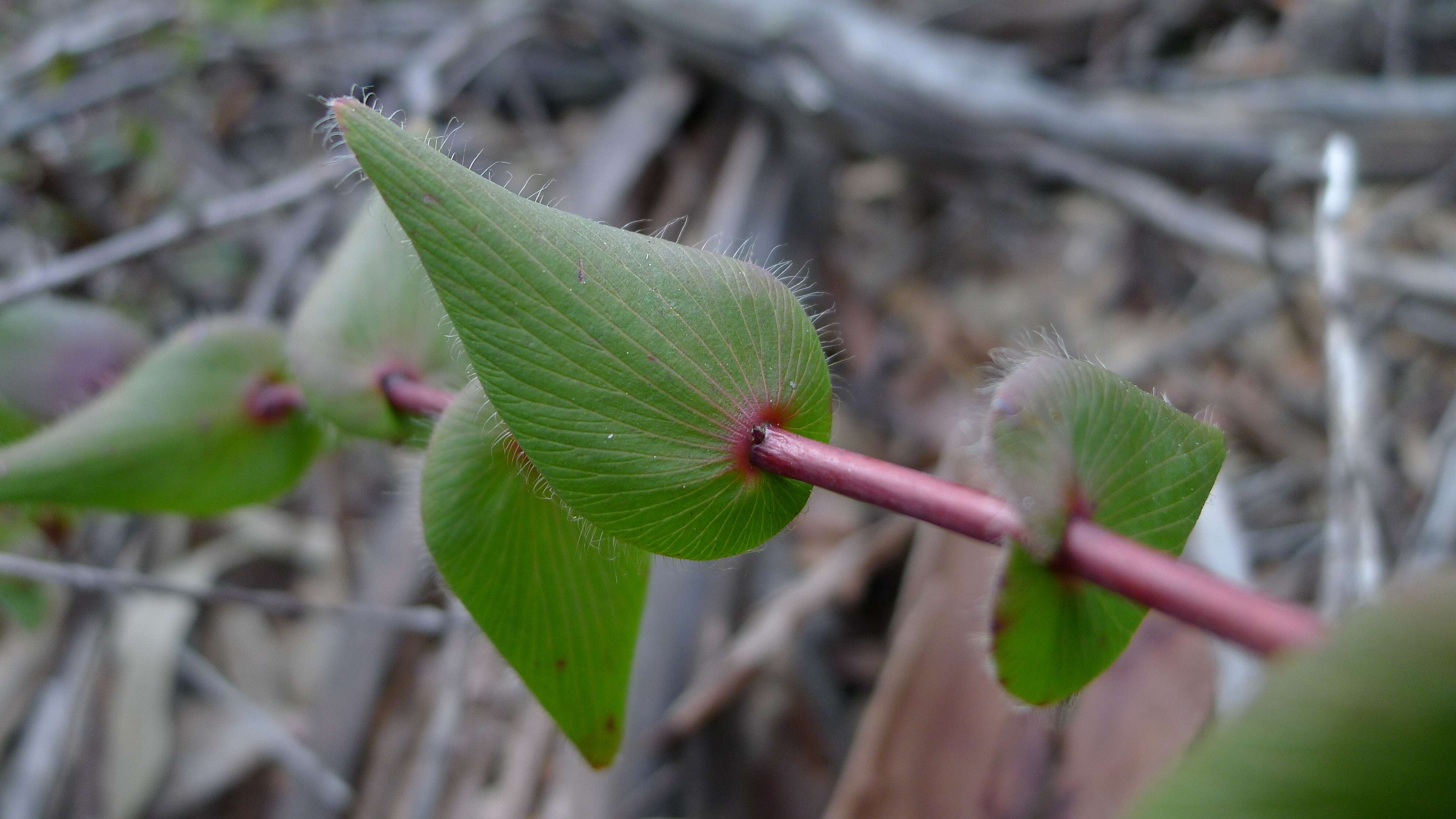 Слика од Leucopogon amplexicaulis (Rudge) R. Br.