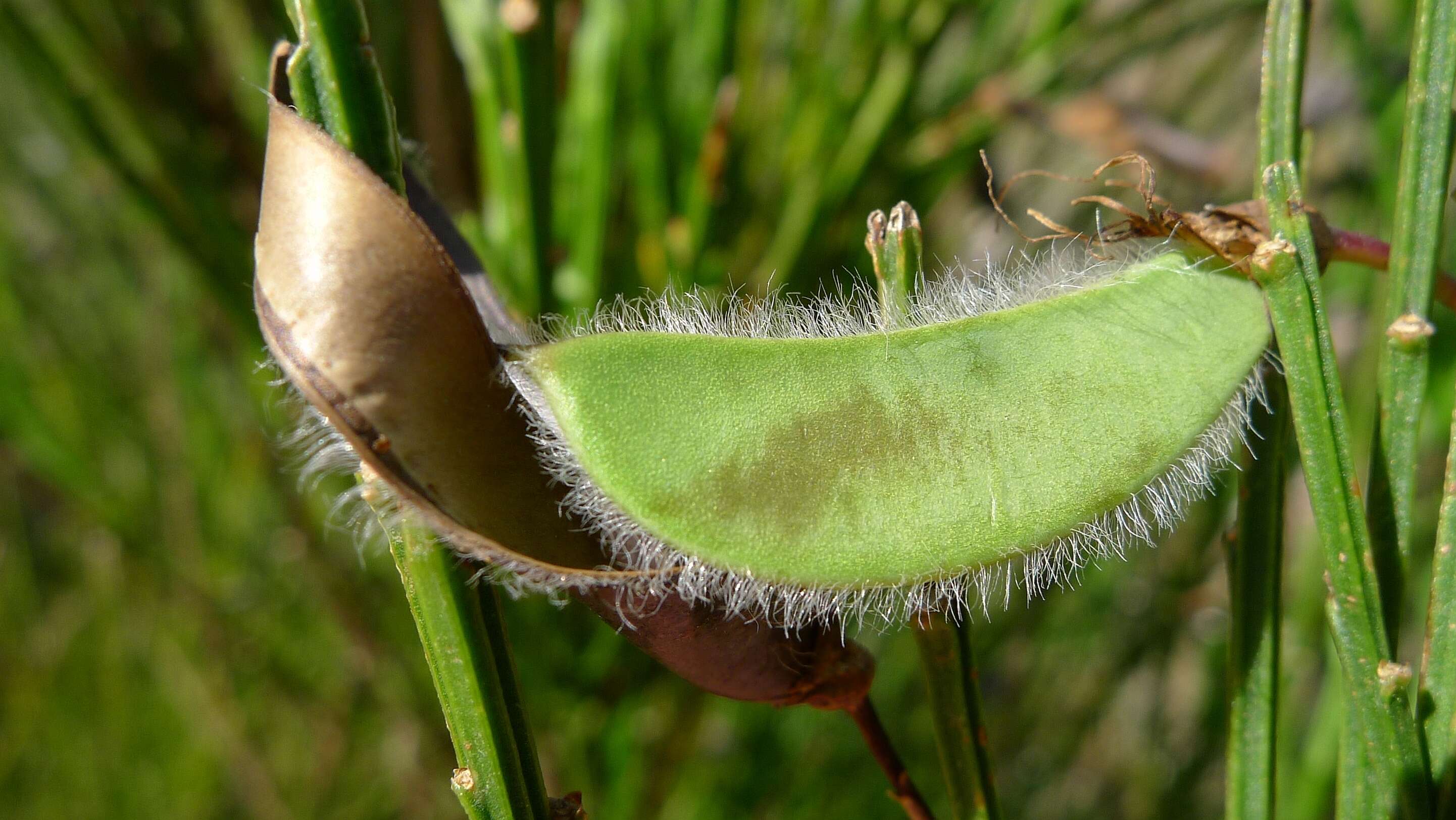 Image of broom