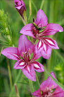 Image of Gladiolus illyricus W. D. J. Koch