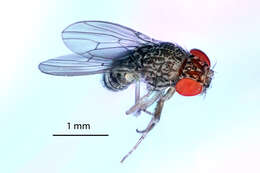 Image of fruit fly