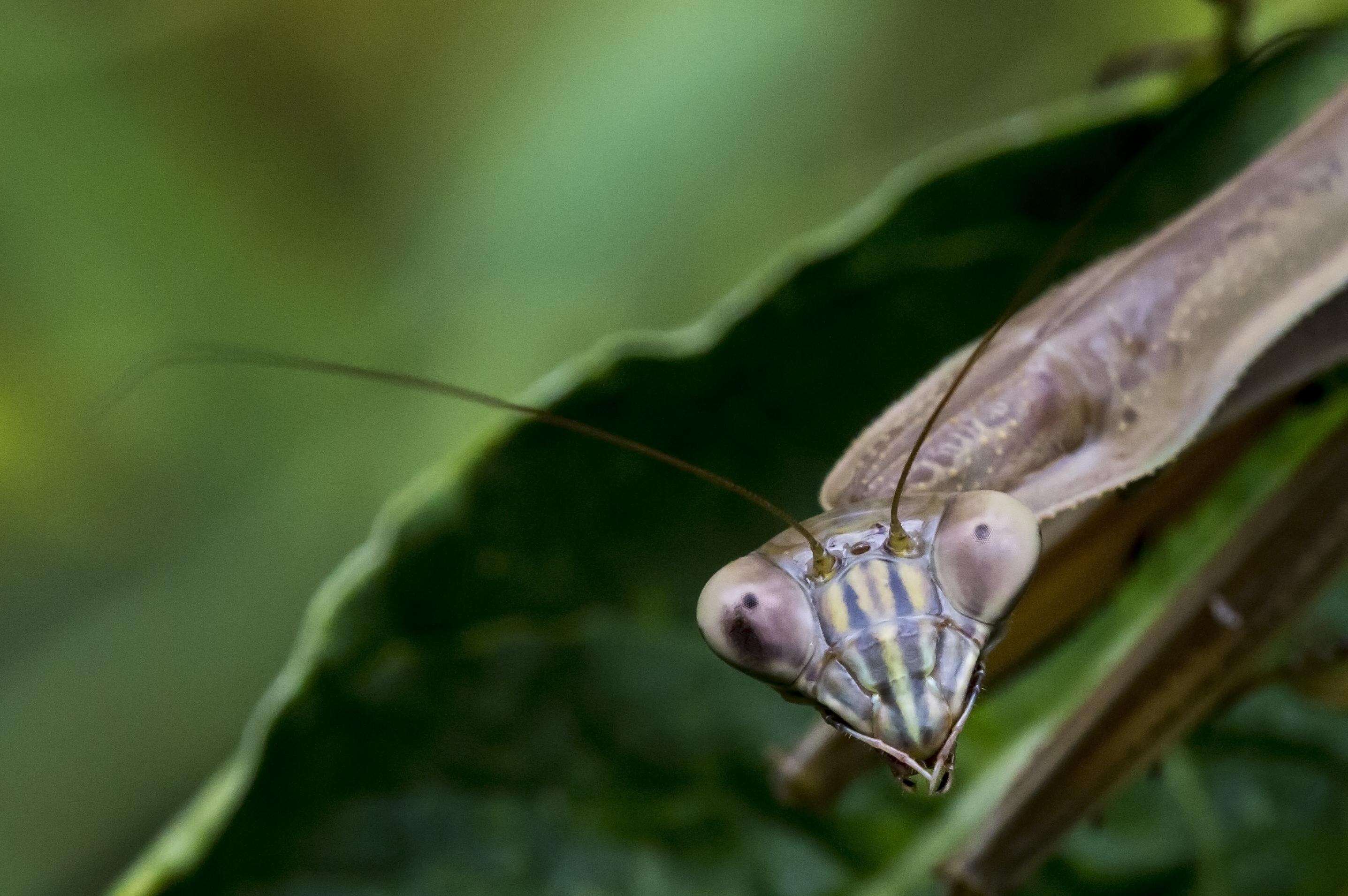 Слика од Tenodera