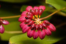 Image of Bulbophyllum corolliferum J. J. Sm.