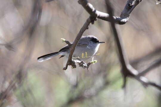 Polioptila nigriceps Baird & SF 1864的圖片