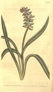Image of Muscari moschatum