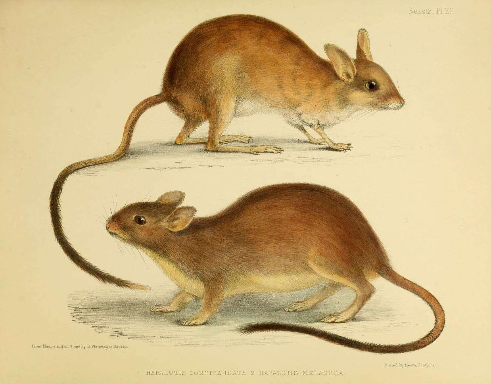 Imagem de Conilurus Ogilby 1838
