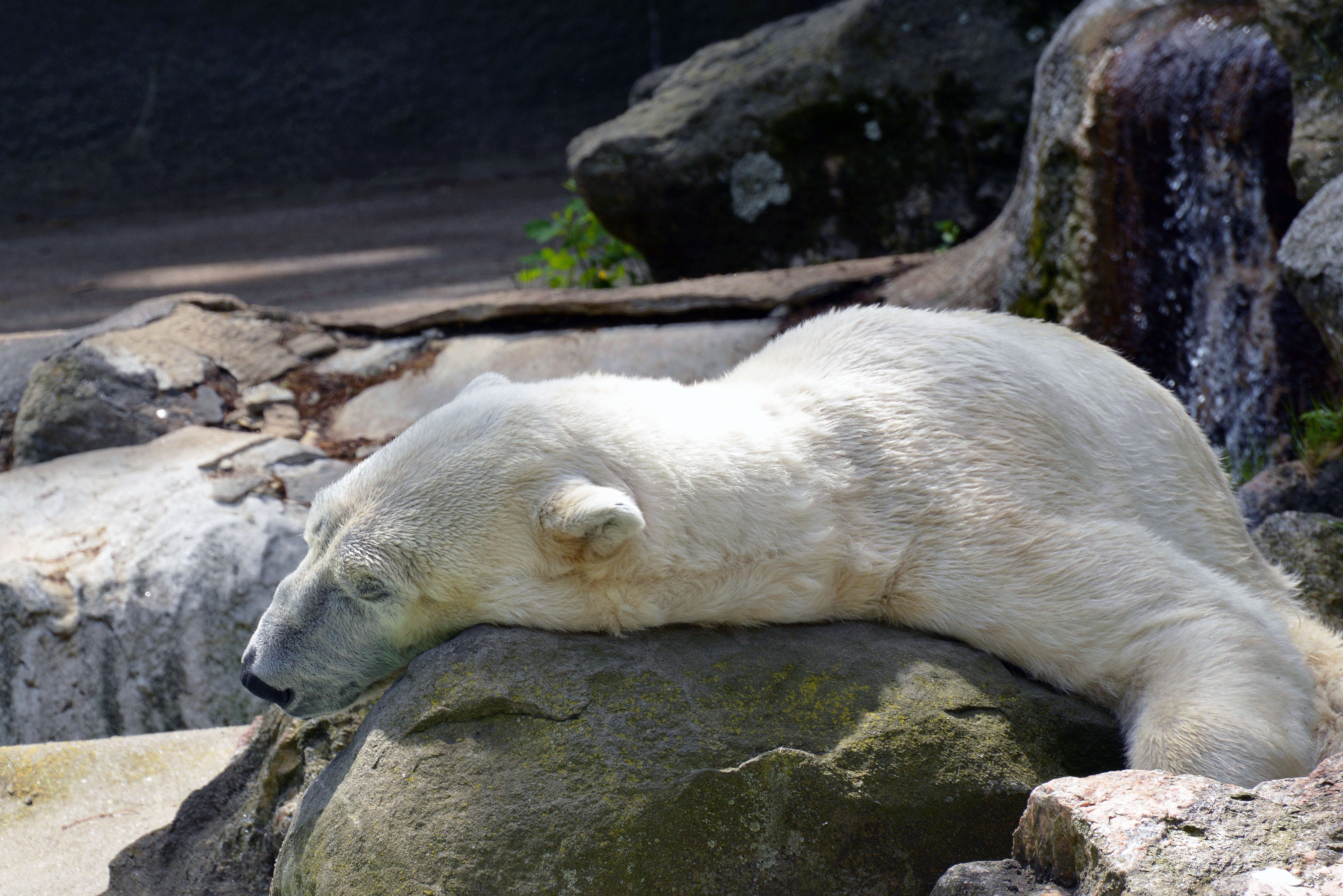 Imagem de urso-polar